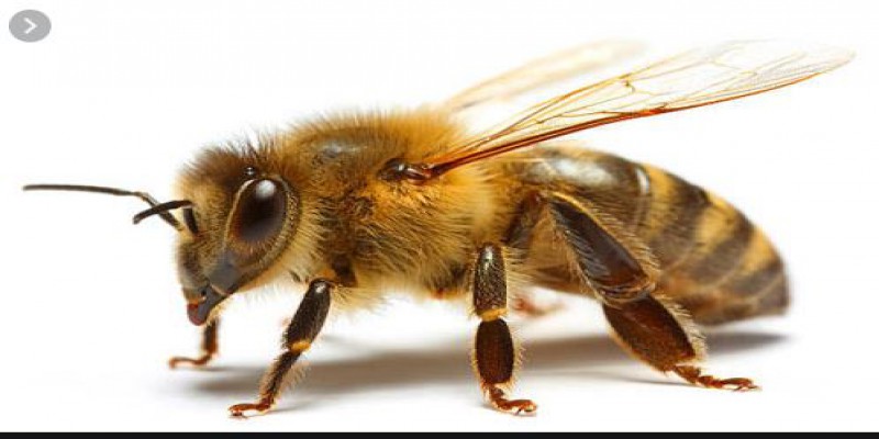 زنبورها چند چشم دارند ؟