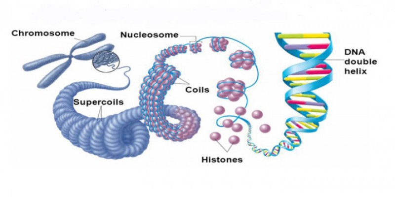 ترمیم DNA چیه؟