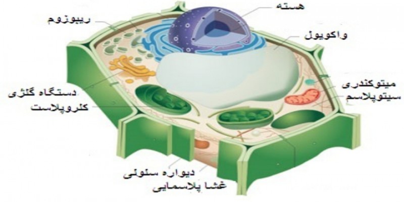 سلول گیاهی